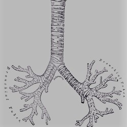 Bronchus